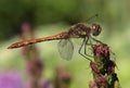 Closeup of a red darter dragonfly Royalty Free Stock Photo