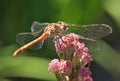 Closeup of a red darter dragonfly Royalty Free Stock Photo