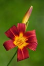 Closeup of Red Day Lily Royalty Free Stock Photo