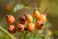 Closeup of red dogrose fruits on branch with blurred background. Rosehip Royalty Free Stock Photo