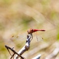 Closeup of a red dragonfly resting on a twig branch. Royalty Free Stock Photo