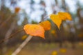 Red dry birch tree in autumn quiet forest