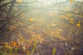 Closeup red dry oak tree in autumn quiet forest