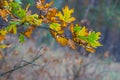 closeup red dry oak tree branch in a forest Royalty Free Stock Photo