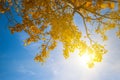 Closeup red dry tree branch in light of sun Royalty Free Stock Photo