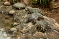 Closeup of the red-eared terrapins, Trachemys scripta elegans on the rock. Royalty Free Stock Photo