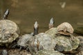 Closeup of the red-eared terrapins, Trachemys scripta elegans on the rock. Royalty Free Stock Photo