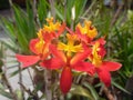 Closeup of red Epidendrum ibaguense orchids
