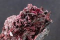 Closeup, red erythrite crystals. Gray background. Royalty Free Stock Photo