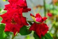 Closeup of red evergreen roses in a garden surrounded by flowers and greenery under sunlight Royalty Free Stock Photo
