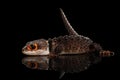 Closeup Red-eyed crocodile skink, tribolonotus gracilis, isolated on Black