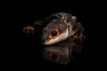 Closeup Red-eyed crocodile skink, tribolonotus gracilis, isolated on Black