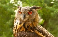 Closeup of Red eyed great horned owl Staring straight ahead