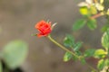 Closeup of red fairy rose