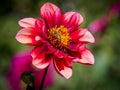 Closeup of a red flat petal blooming Dahlia flower and feeding bee Royalty Free Stock Photo