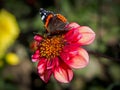 Closeup of a red flat petal blooming Dahlia flower and feeding butterfly Royalty Free Stock Photo