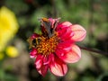 Closeup of a red flat petal blooming Dahlia flower with feeding butterfly and bumblebee Royalty Free Stock Photo