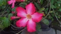 Red Flower (Adenium Obesum) Royalty Free Stock Photo