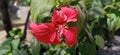 Closeup of red flower around green leaves in house garden in morning time Royalty Free Stock Photo