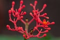 Closeup of a red flower bloom