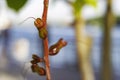 Closeup of red flower bud on the stem