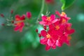 A closeup of a red flower. The bush blooms with small red flowers in spring. Spring awakening of nature, Egypt, Africa. Royalty Free Stock Photo