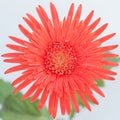 Closeup Red flower gerbera Royalty Free Stock Photo