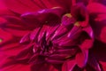 Closeup of red flower petals Royalty Free Stock Photo