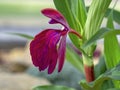 Closeup of a red flower of Roscoea Harvington Imperial Royalty Free Stock Photo