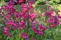 Close up of crimson red beard tongue, Penstemon `Schoenholzeri`, in English cottage garden. Royalty Free Stock Photo