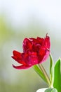 Closeup of red flower with water drops, blur background, vertical composition Royalty Free Stock Photo