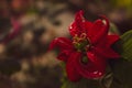 Closeup of the red flower with waterdrop pearls in the garden Royalty Free Stock Photo