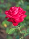 Partial image of a red flowering rose