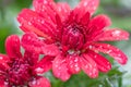 Closeup of red flowers of Chrysanthemum morifolium Royalty Free Stock Photo