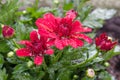 Closeup of red flowers of Chrysanthemum morifolium Royalty Free Stock Photo