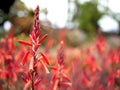 Closeup of red flowers with green leaves in a butterfly garden in Santa Barbara California. Macro lens with bokeh for web banners Royalty Free Stock Photo