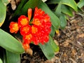 Closeup of red flowers with green leaves in a butterfly garden in Santa Barbara California. Macro lens with bokeh for web banners Royalty Free Stock Photo