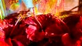 Closeup Red Flowers Of Indian Hindu Worship. Radhe Krishan Puja Or Worship. Royalty Free Stock Photo