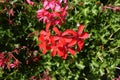 Closeup of red flowers of ivy leaved geranium Royalty Free Stock Photo