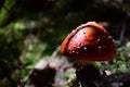 Closeup of a red fly agaric, Amanita muscaria mushroom in the woods Royalty Free Stock Photo