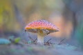 Red flyagaric mushroom in forest Royalty Free Stock Photo