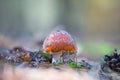 Red flyagaric mushroom in forest Royalty Free Stock Photo