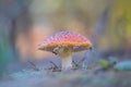 Red flyagaric mushroom in forest Royalty Free Stock Photo