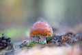 Red flyagaric mushroom in forest Royalty Free Stock Photo