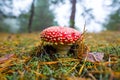 closeup red flyagaric mushroom on forest glade