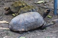 Closeup of Red footed tortoises, Chelonoidis carbonaria Royalty Free Stock Photo