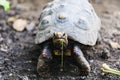 Closeup of Red footed tortoises, Chelonoidis carbonaria Royalty Free Stock Photo