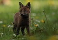 Red fox cub closeup Royalty Free Stock Photo