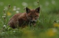 Open-mouthed red fox cub Royalty Free Stock Photo