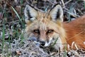 Closeup of Red Fox lying in grass Royalty Free Stock Photo